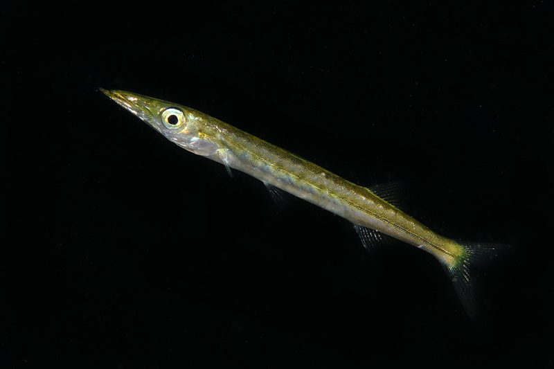 Piccolo barracuda